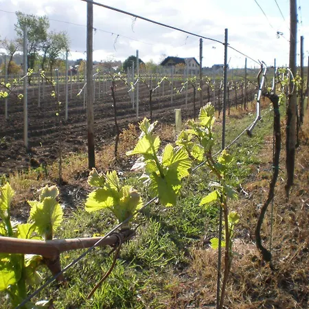 Holiday home Weingut Mertes