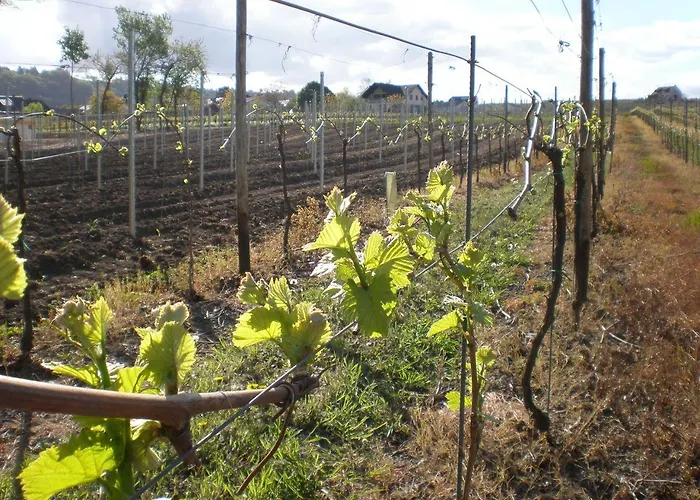 בית נופש Weingut Mertes